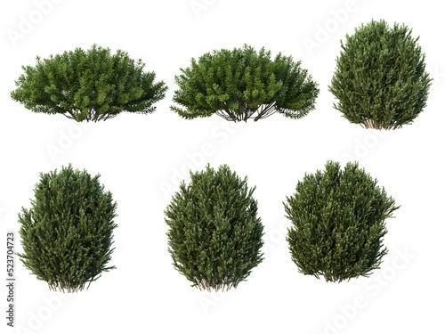 Shrubs and bush on a transparent background
 photo