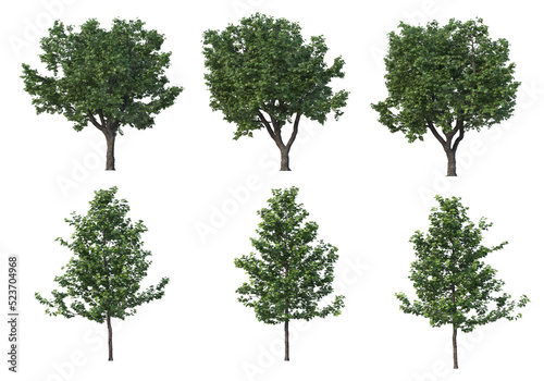 Tree on a transparent background 