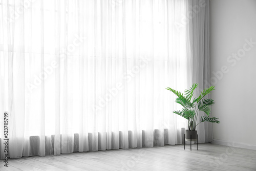 Palm tree near light curtain in room