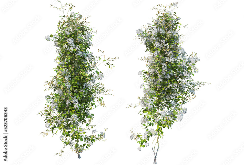Obraz premium Ivy on a transparent background 