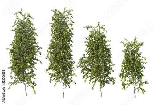 Ivy on a transparent background 