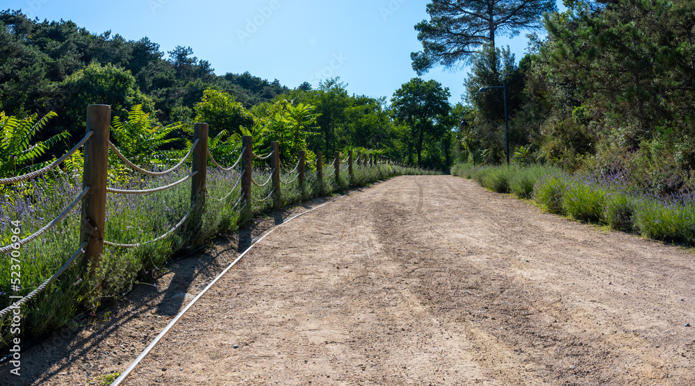 Ataturk Kent Ormani in Istanbul Turkey. Ataturk Kent City Forest. Green park nature in Istanbul city.  Trekking path in the forest. Walking pathway. Healthy lifestyle. Running in the forest. 