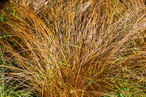 Bronze hair sedge - Latin name - Carex comans Bronze Form