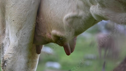 Wallpaper Mural nipples of a cow, udders of the animal in a Swiss meadow in the Alps, Obwalden, Engelberg Torontodigital.ca