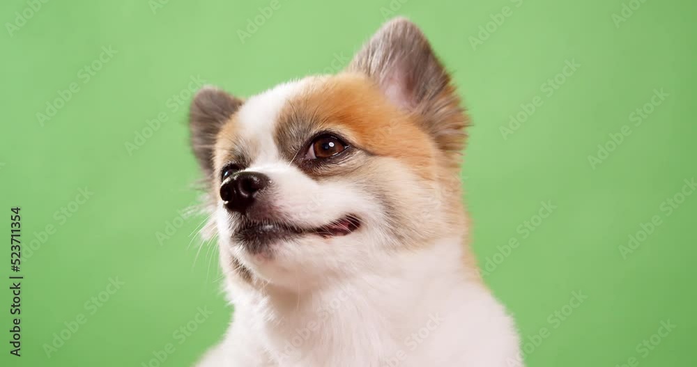 Portrait of the cute fluffy puppy of pomeranian spitz. Little smiling dog lying on a green background. Copy space for text. Portrait of the cute fluffy puppy of pomeranian spitz. Little smiling dog lying on a green background. Copy space for text.