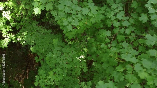 Wallpaper Mural Aerial Topdown view Along green maple tree forest, lush vegetation, tracking shot Torontodigital.ca