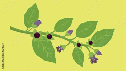 Bilde på lerret branch of belladonna on yellow background