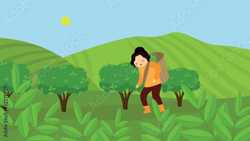woman picking tea leaves in a tea plantation 