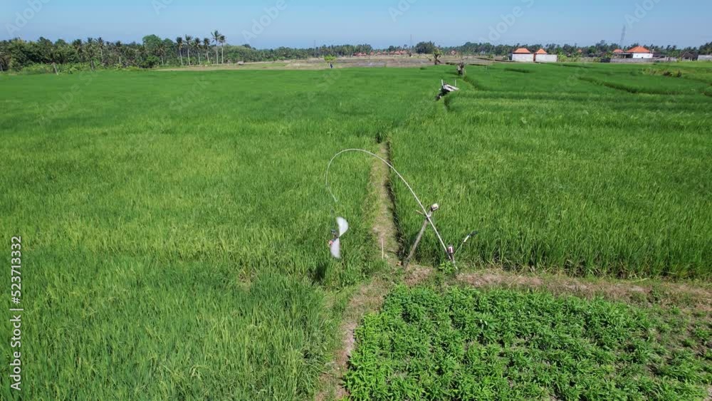 Bird and rodents scarer device hang on rig at rice field, simple ...