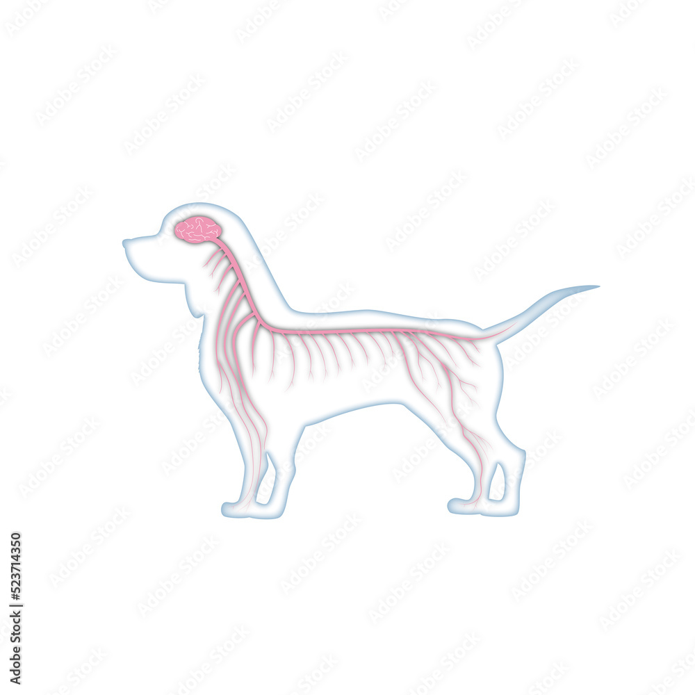 Fototapeta premium 犬の脳神経