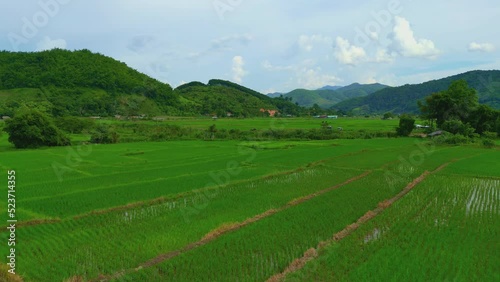 Wallpaper Mural 4K Video Aerial shot from drone green farm pattern view in northern of Thailand. Torontodigital.ca