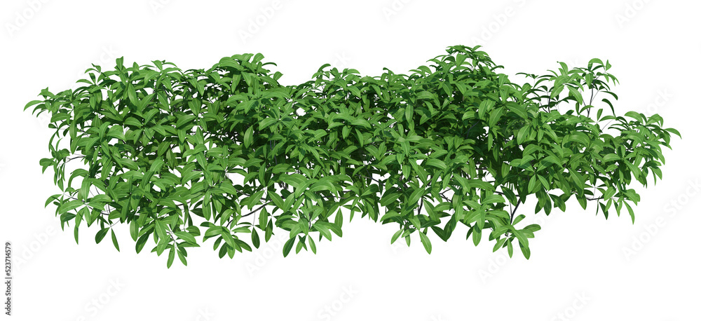 Fototapeta premium 3d Render Brush Tree Isolated on white