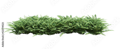 3d Render Brush Tree Isolated  on white