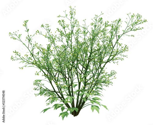 3d Render Brush Tree Isolated  on white