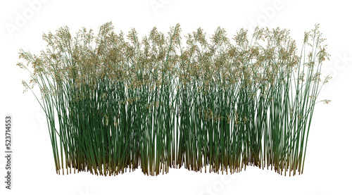 3d Render Brush Tree Isolated  on white