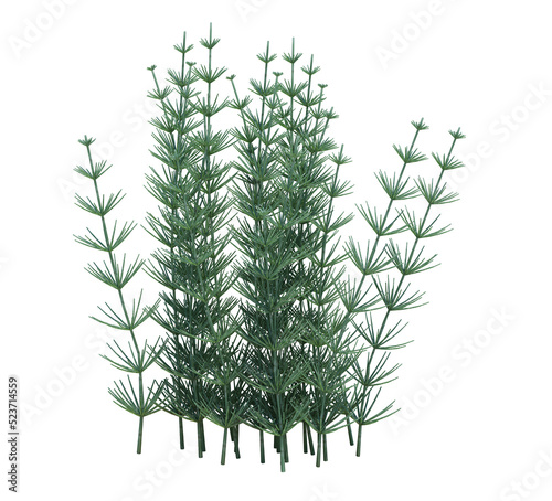3d Render Pond Tree Isolated  on white
