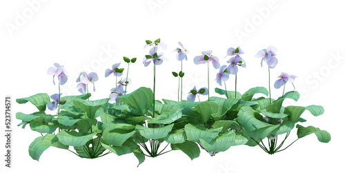 3d Render Pond Tree Isolated  on white