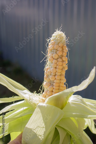 a green corn cob in the bright light of the sun