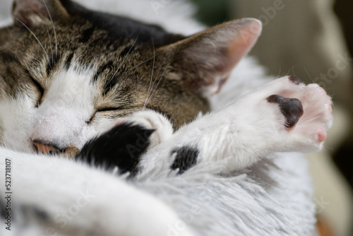 眠る猫　キジトラ白 © rai