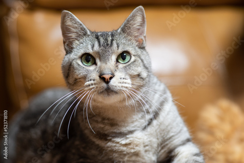 見つめる猫　サバトラ猫