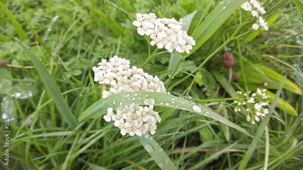 Close up shots of flowers, grass and trees on a rainy day with raindrops. Close up shots of flowers, grass and trees on a rainy day with raindrops.