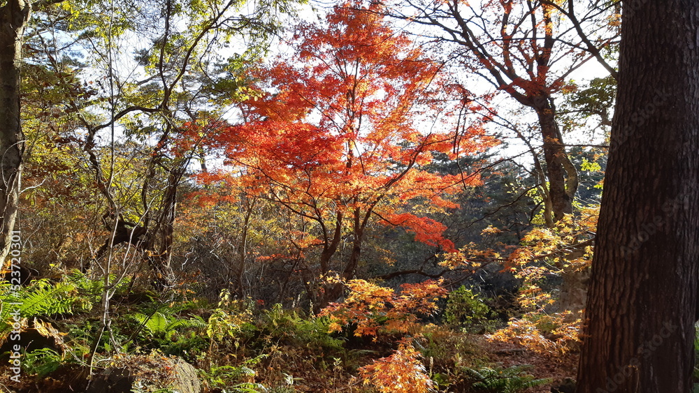 五色沼自然探勝路の紅葉