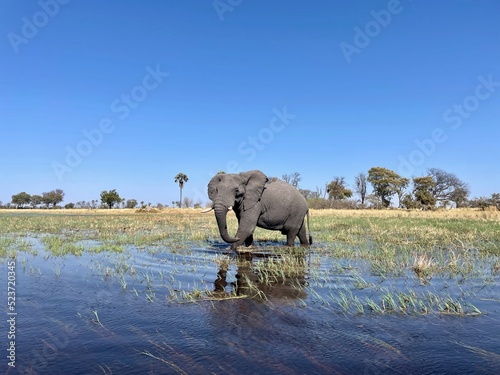 Wilder Elefantenbulle im Wasser in Afrika im Okavango Delta in Botswana auf Safari