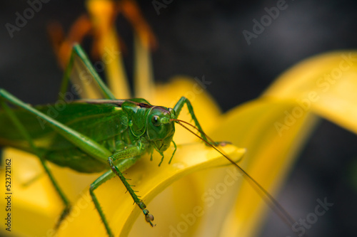 a green grasshopper sits on a yellow lily in dewdrops early in the morning © yurii oliinyk