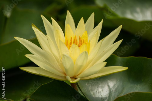 beautiful water lily in a pond