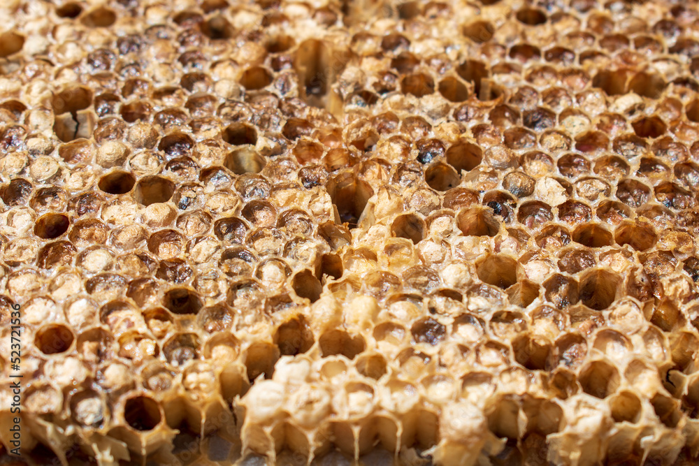 Macro close up on a dried and emptied old golden honeycomb lying on the table in a beekeepers small sunny garden in Poland in Eastern Europe
Macro close up on a dried and emptied old golden honeycomb lying on the table in a beekeepers small sunny garden in Poland in Eastern Europe