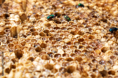 Macro close up on a dried and emptied old golden honeycomb lying on the table in a beekeepers small sunny garden in Poland in Eastern Europe
