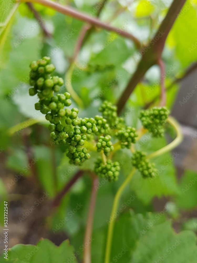 Small green grapes on a branch Small green grapes on a branch