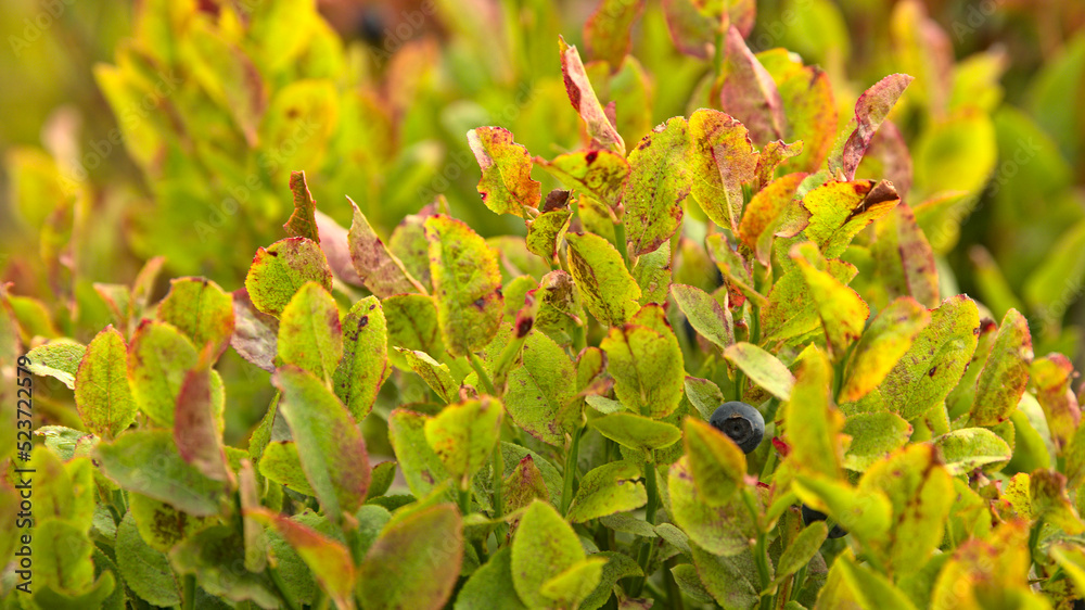 Borówka czarna (Vaccinium myrtillus L.), Bukowe Berdo, Bieszczady, Karpaty, Polska, Europa