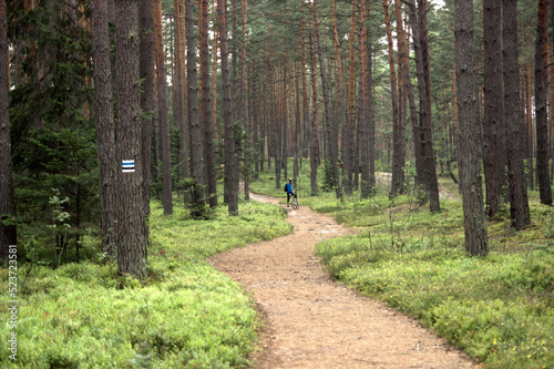 Cyclist on a nature path in the forest