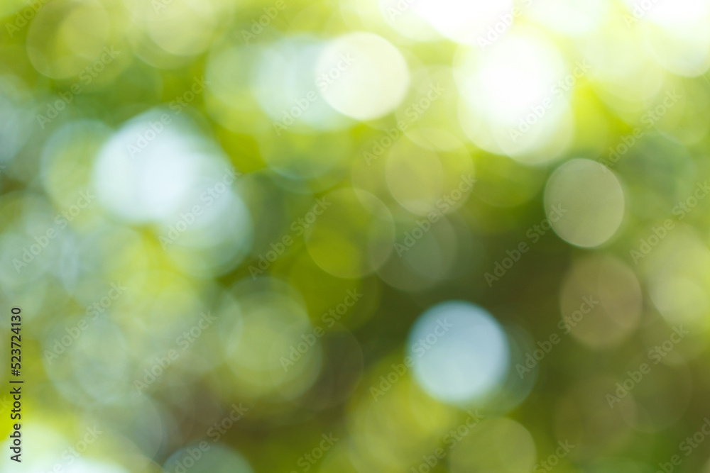 Obraz premium Blurred greenery leaves of tree forest