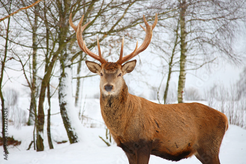 Rothirsch   Red deer   Cervus elaphus