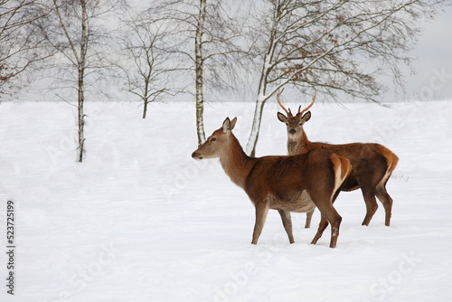 Rothirsch   Red deer   Cervus elaphus