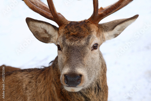 Rothirsch / Red deer / Cervus elaphus © Ludwig