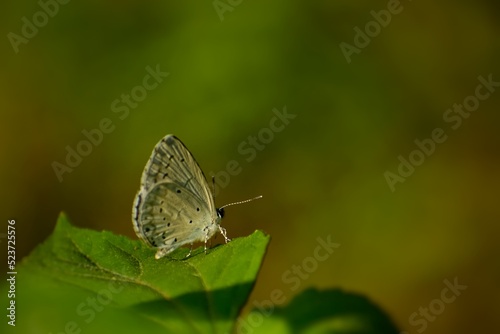 White butterfly sitting on the green leaf. Celastrina argiolus - Hill Hedge Blue. Slective focus. High quality photo