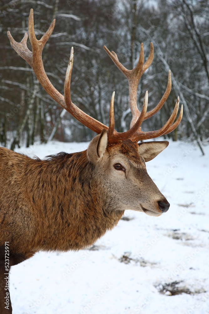 Fototapeta premium Rothirsch / Red deer / Cervus elaphus