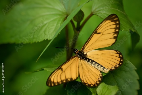 The butterfly is sitting with its beautiful yellow wings spread out on a green leaf. Acraea issoria, the yellow coster. Natural background with coppy spaces