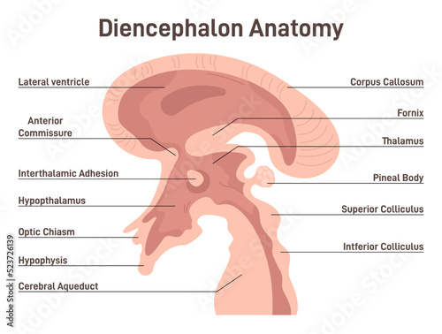 Diencephalon. Region of human neural tube that gives rise to anterior photo
