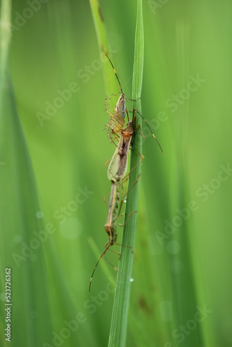 spider eating other insects on green background
