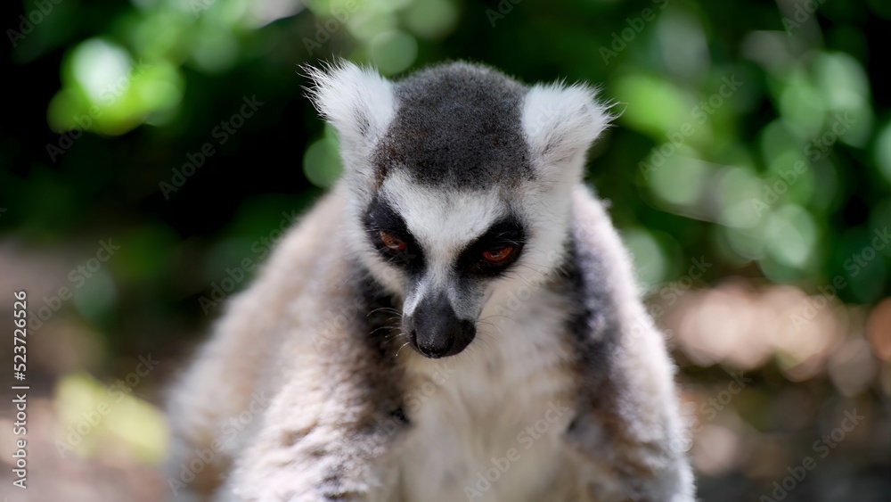 I took a picture and it was beautiful. A nature guide shares the best spots to see lemurs in Madagascar. I took a picture and it was beautiful. A nature guide shares the best spots to see lemurs in Madagascar.