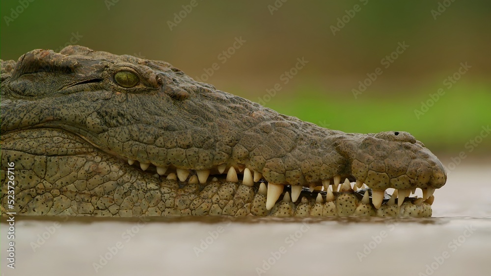 Obraz premium Crocodile in the water