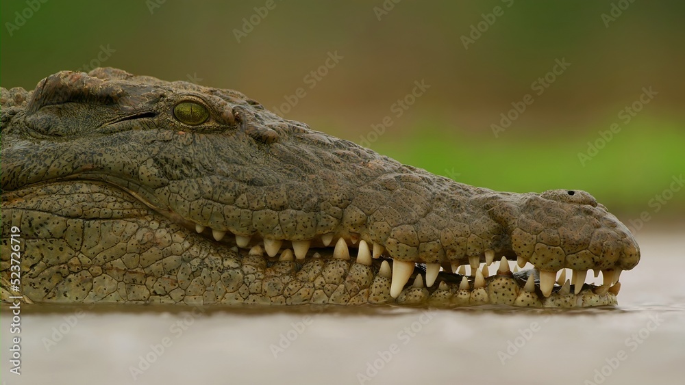 Obraz premium Crocodile in the water