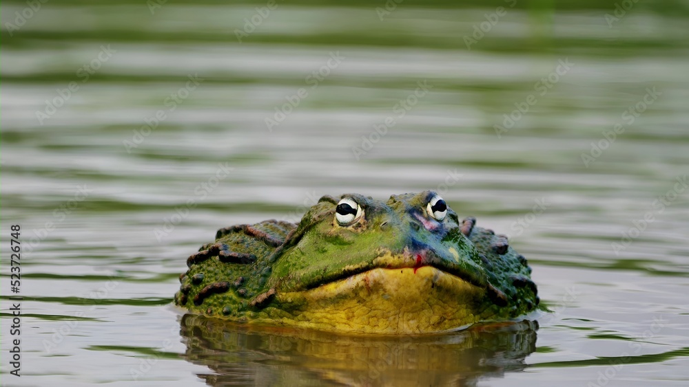 I took this picture of an African Bullfrog that I found in the backyard pond. I took this picture of an African Bullfrog that I found in the backyard pond.