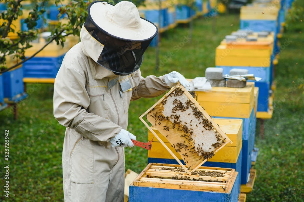 Beekeeping, beekeeper at work, bees in flight. Beekeeping, beekeeper at work, bees in flight.