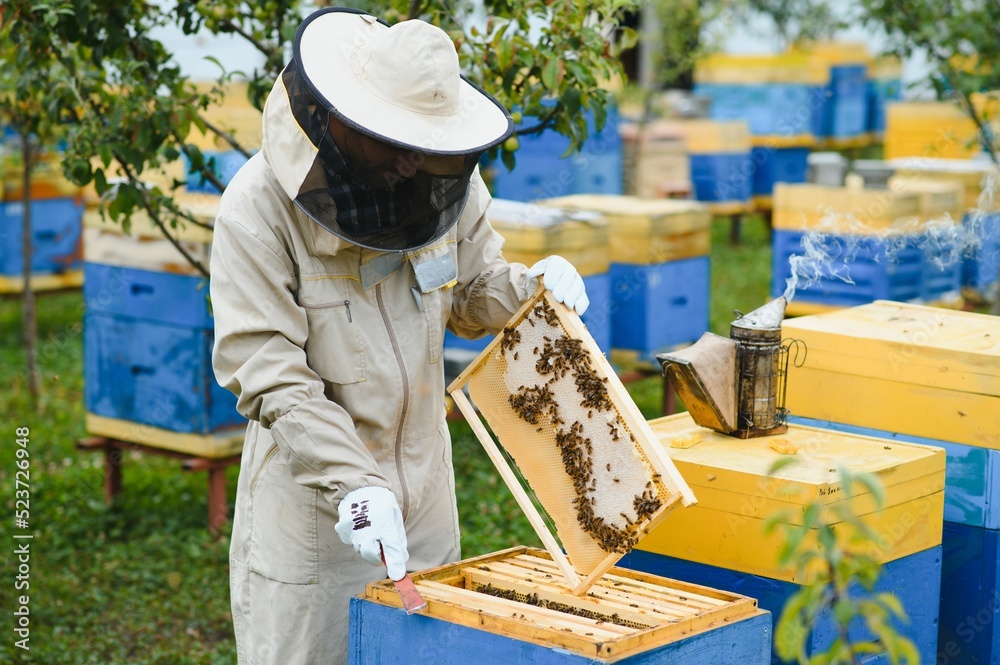 Beekeeper inspecting honeycomb frame at apiary at the summer day. Man working in apiary. Apiculture. Beekeeping concept Beekeeper inspecting honeycomb frame at apiary at the summer day. Man working in apiary. Apiculture. Beekeeping concept