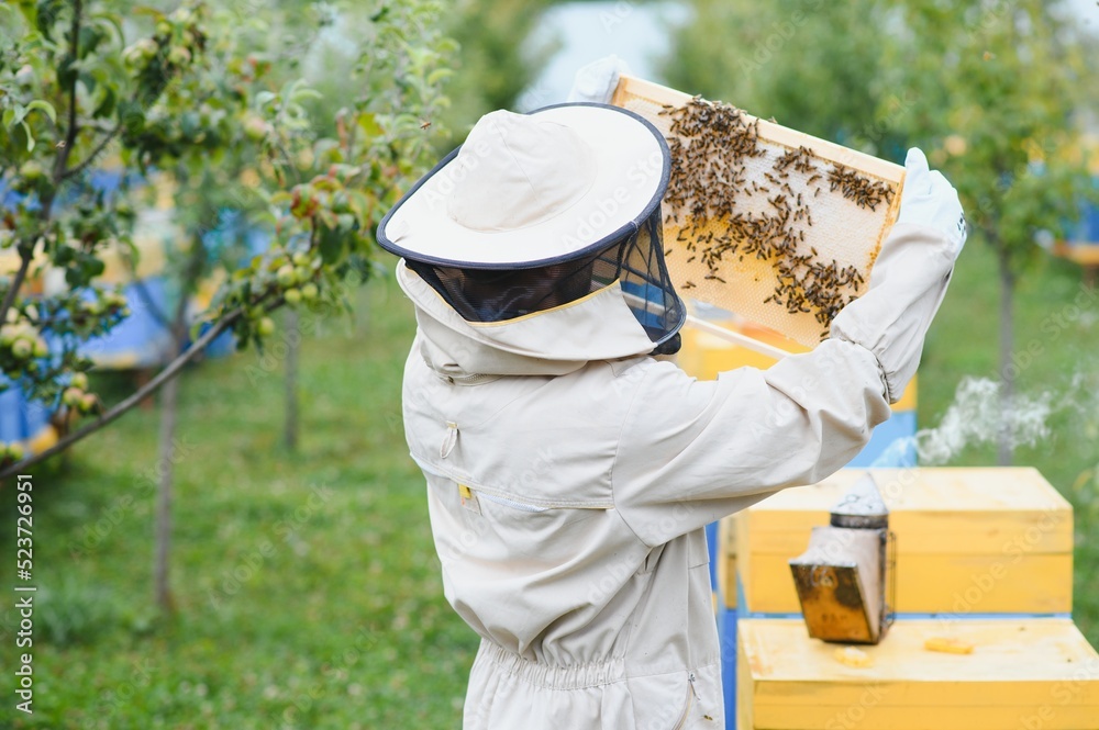 Beekeeper is working with bees and beehives on apiary. Bees on honeycomb. Frames of bee hive. Beekeeping. Honey. Healthy food. Natural products. Beekeeper is working with bees and beehives on apiary. Bees on honeycomb. Frames of bee hive. Beekeeping. Honey. Healthy food. Natural products.